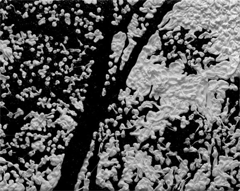 Basic Pleaseure Model, Nicolas Rsuton